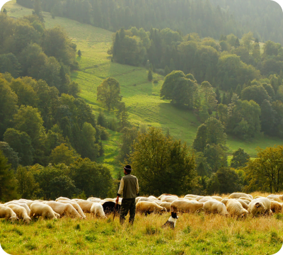 allevatori lana merino per gomitoli di lana fatti a biella
